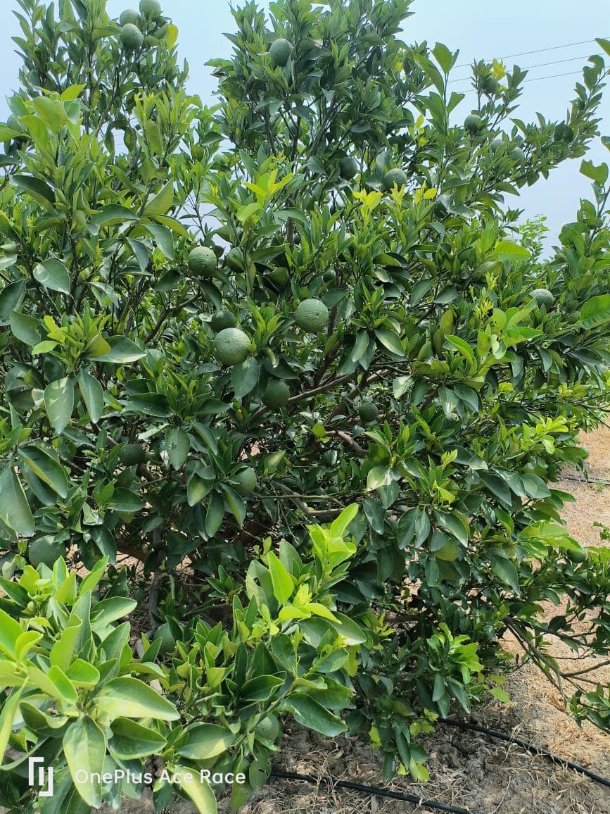 Mosami (Sweet Lime) Real Photo