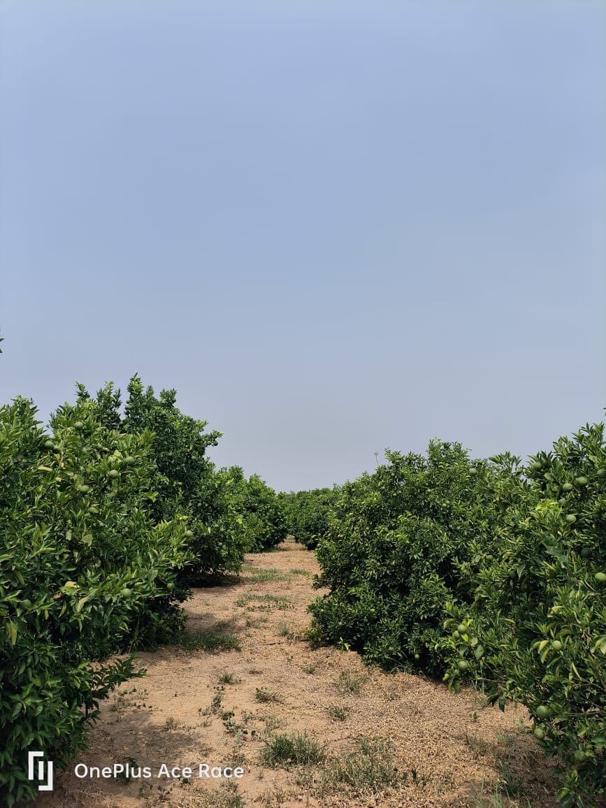 Orchard Top Overview